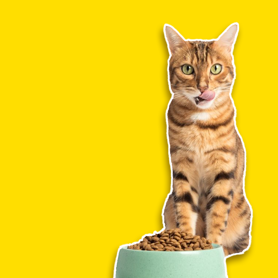 Adult Cat food