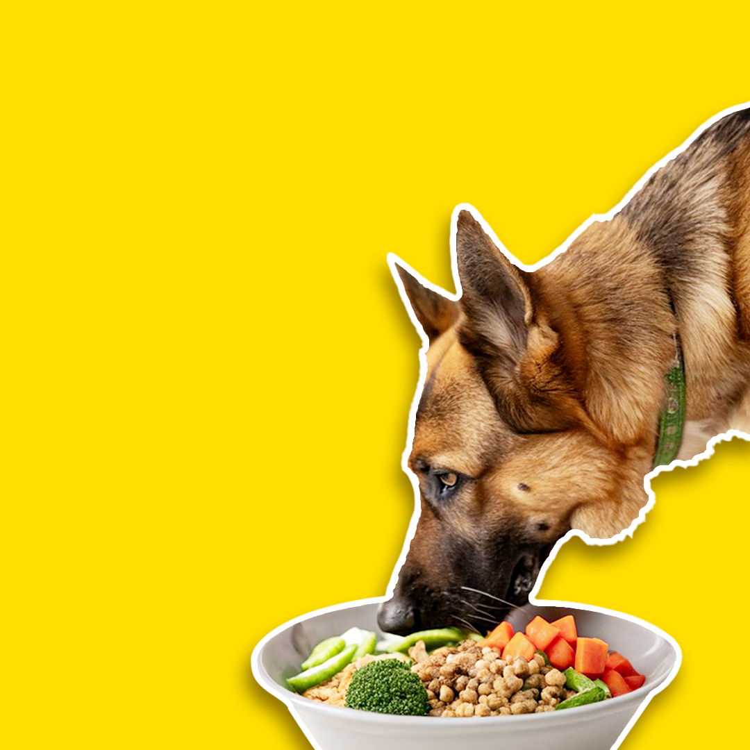 Adult Dog Food