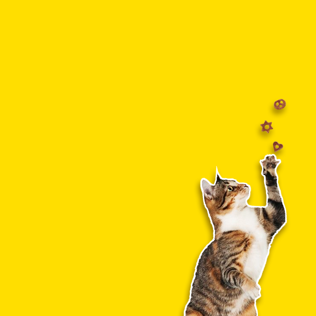 Cat Kittie Treats