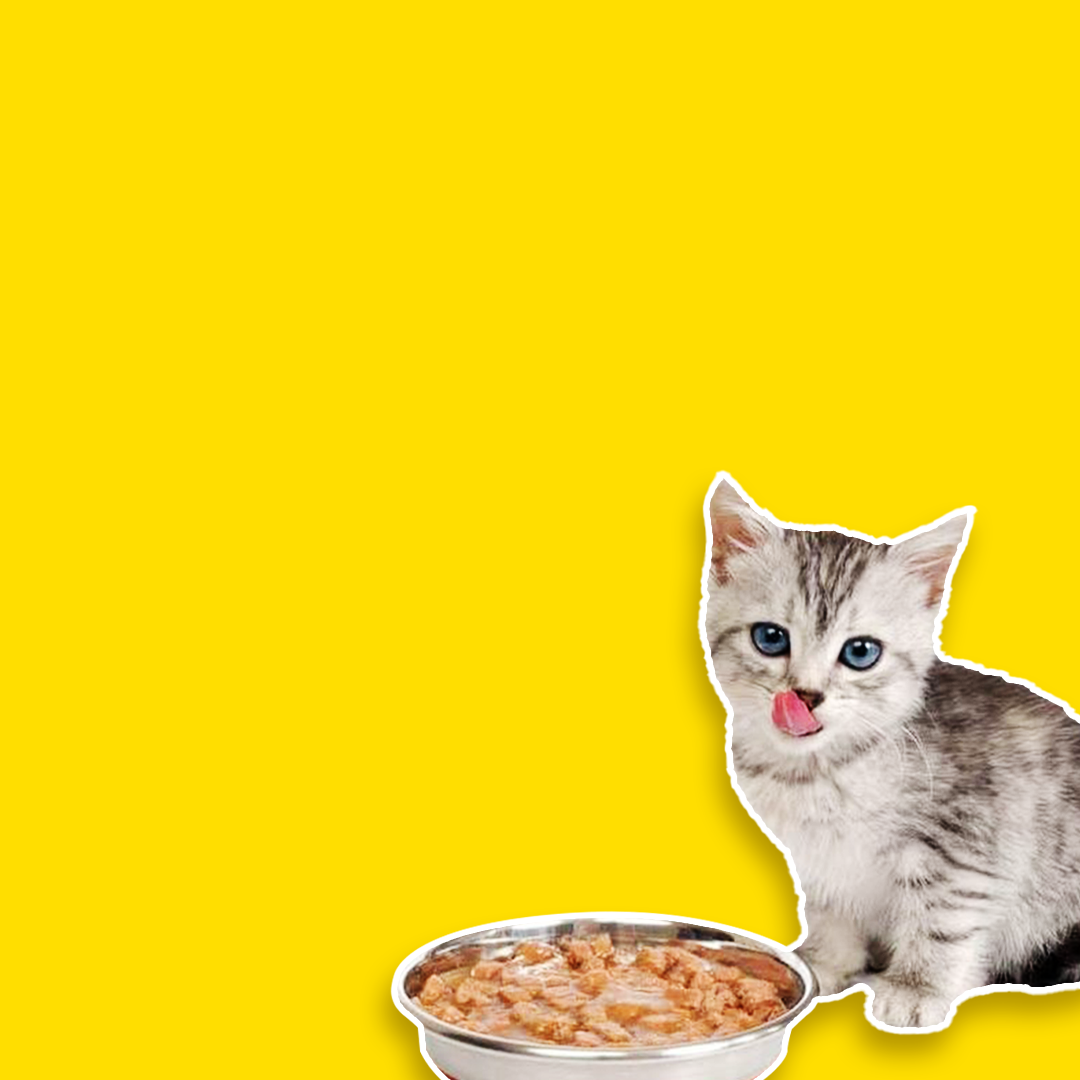 Cat & Kitten Wet Foods