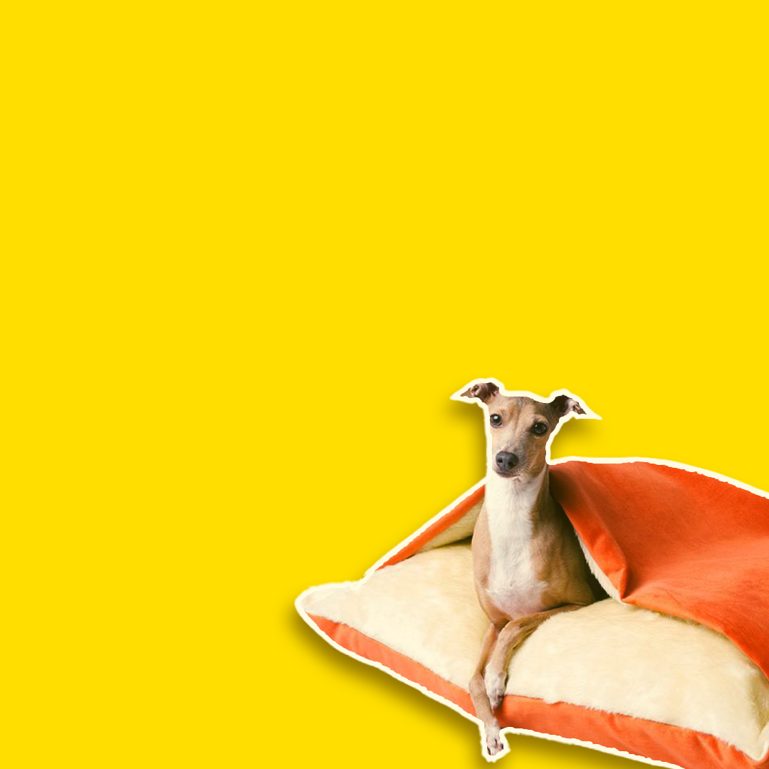 Pet Accessories