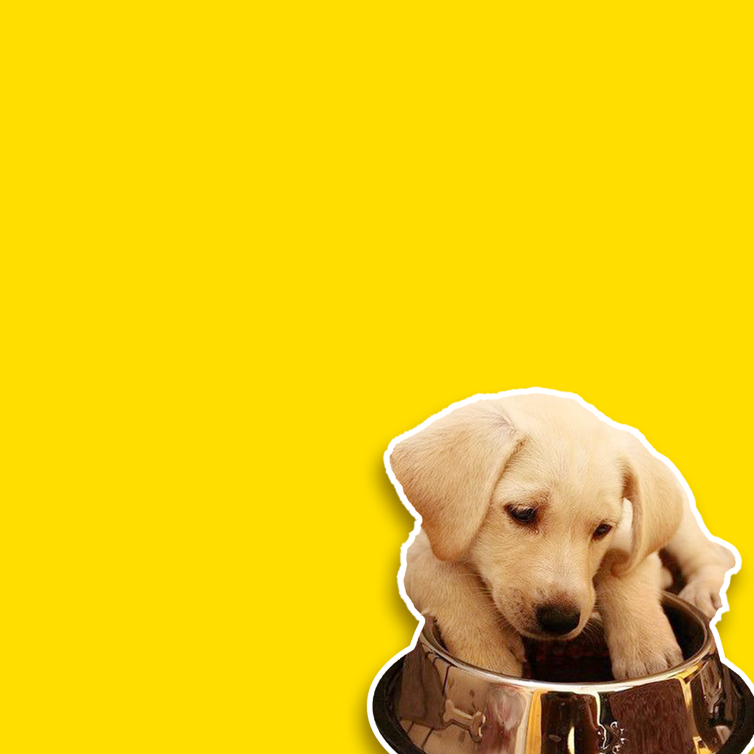 Dog/ Puppy Wet Food
