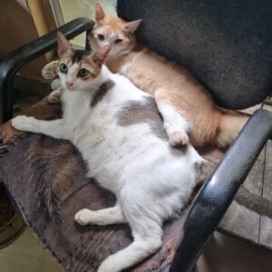 pet_wellness