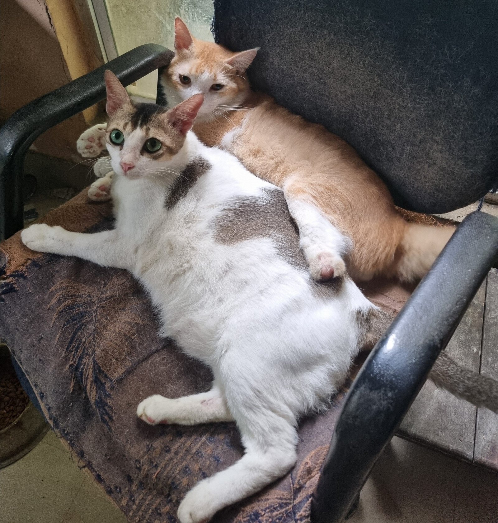pet_wellness