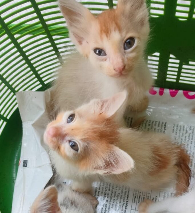 pet_wellness