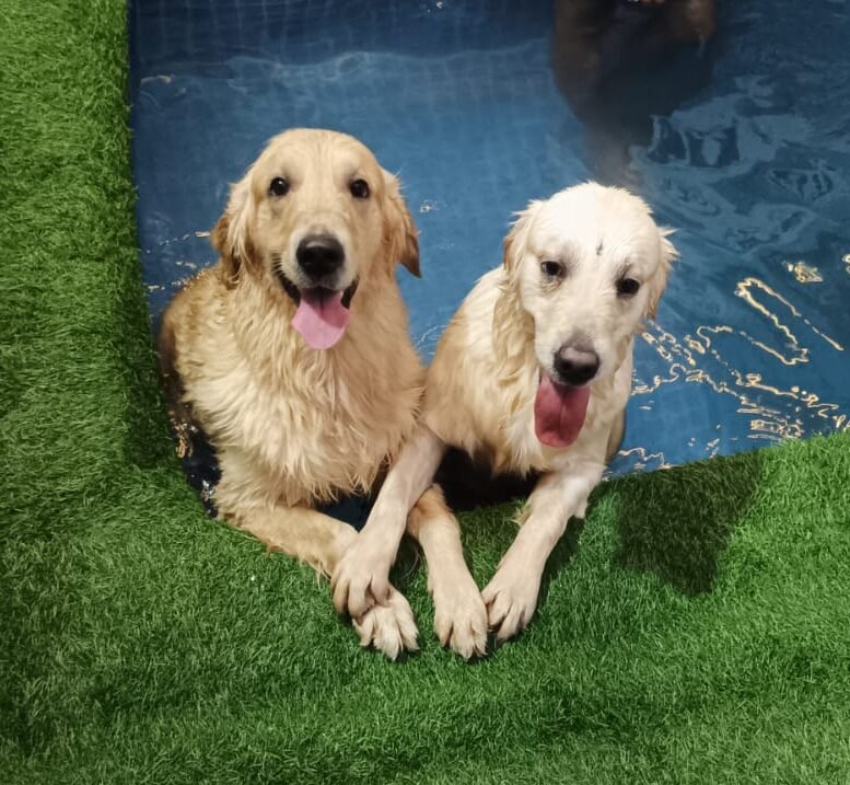 pet_wellness