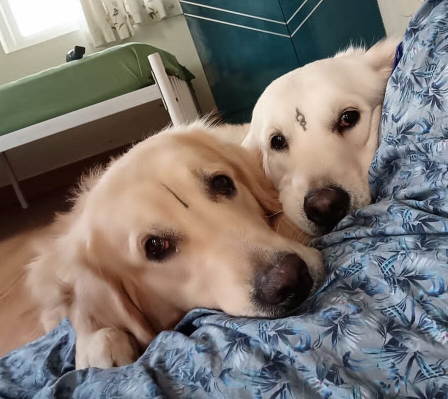 pet_wellness