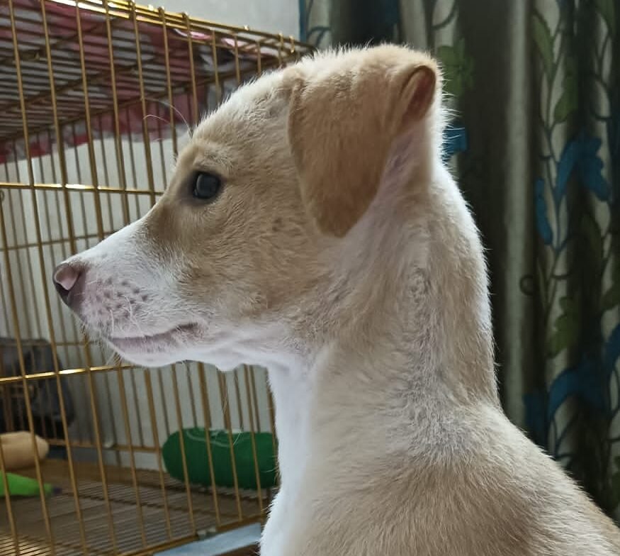 pet_wellness